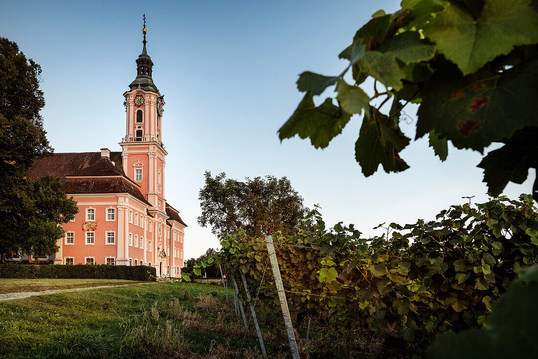 wine growing in front of church of pilgrimage, Uhlingen Muehlhofen, Lake Constance, Baden-Wuerttemberg, Germany