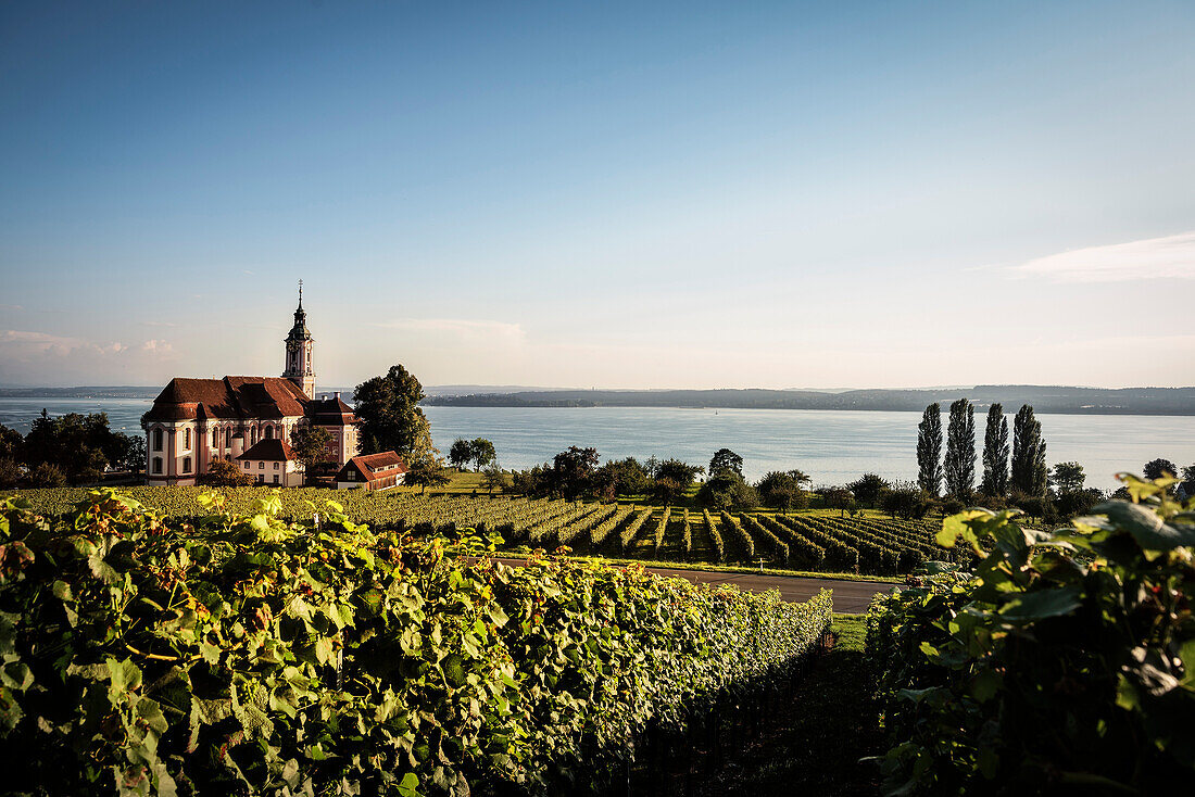 wine growing in front of church of pilgrimage, Uhlingen Muehlhofen, Lake Constance, Baden-Wuerttemberg, Germany