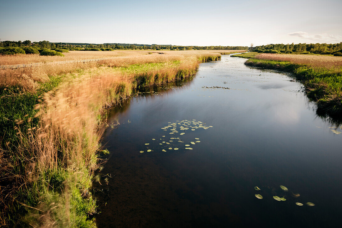 Moorgebiet Federsee, Bad Buchau, Landkreis Biberach, Oberschwaben, Baden-Württemberg, Deutschland