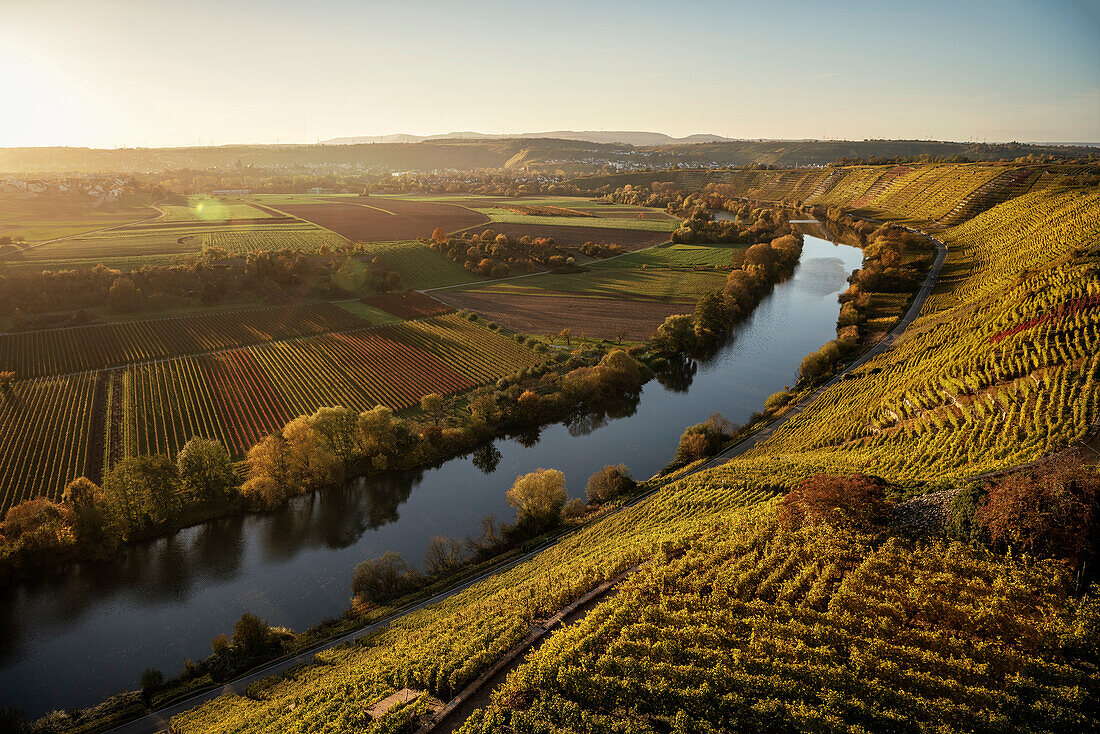 der Neckar fließt entlang der Weinberge, Hessigheimer Felsengärten, Hessigheim, Landkreis Ludwigsburg, Baden-Württemberg, Deutschland