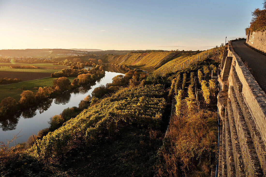 der Neckar fließt entlang der Weinberge, Hessigheimer Felsengärten, Hessigheim, Landkreis Ludwigsburg, Baden-Württemberg, Deutschland