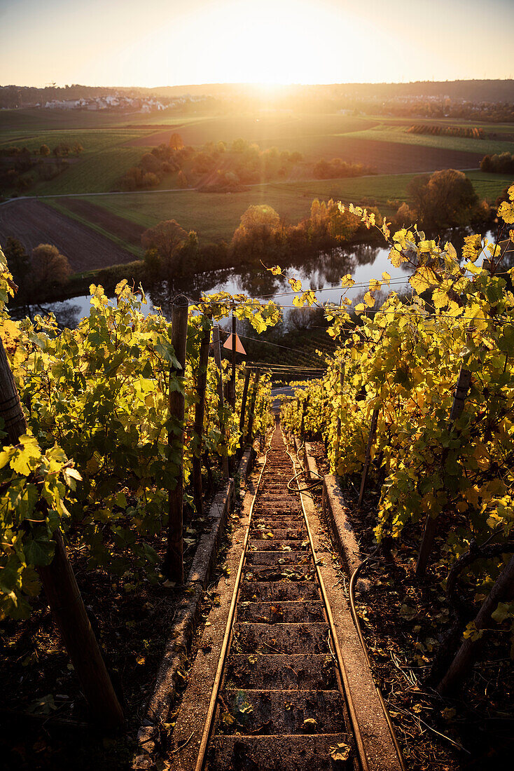 Blick durch Weinreben auf Neckar, welcher entlang der Weinberge fließt, Hessigheimer Felsengärten, Hessigheim, Landkreis Ludwigsburg, Baden-Württemberg, Deutschland