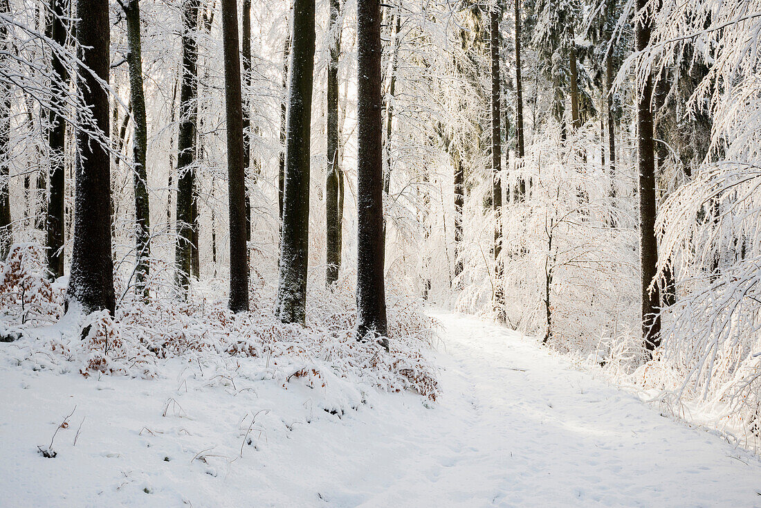 Verschneiter Wald im Winter, am Höchsten, bei Illwangen, Baden-Württemberg, Deutschland