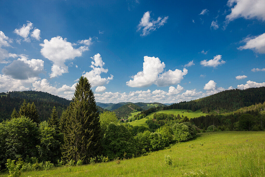 Hügellandschaft mit Wiesen und Wald, am Belchen, Kleines Wiesental, Südschwarzwald, Schwarzwald, Baden-Württemberg, Deutschland