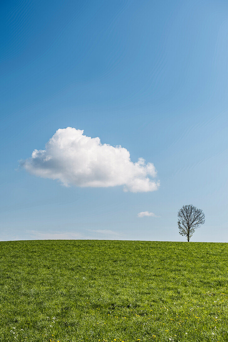 tree, single, Cumulus cloud, Höchenschwand, black forest, Baden-Württemberg, Germany