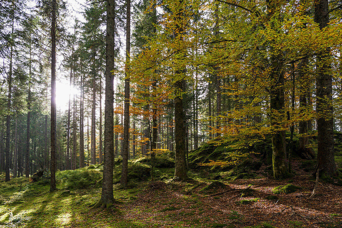 Herbstlicher Mischwald, bei Hinterzarten, Südschwarzwald, Schwarzwald, Baden-Württemberg, Deutschland