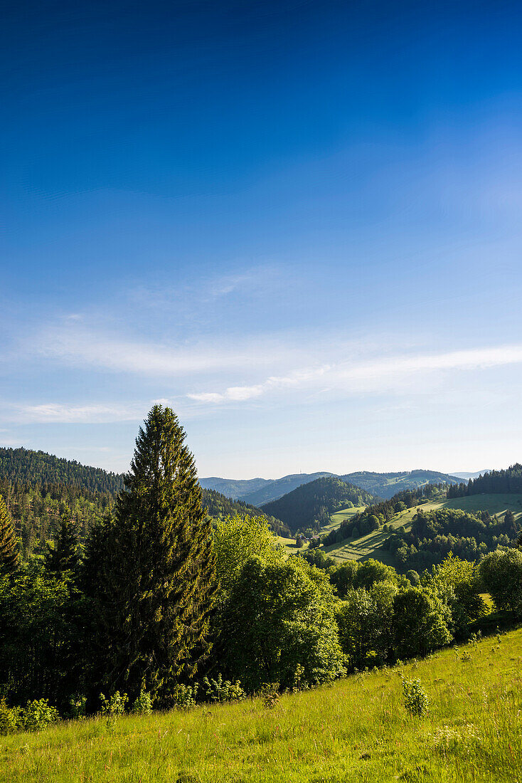 Hügellandschaft mit Wiesen und Wald, am Belchen, Kleines Wiesental, Südschwarzwald, Schwarzwald, Baden-Württemberg, Deutschland