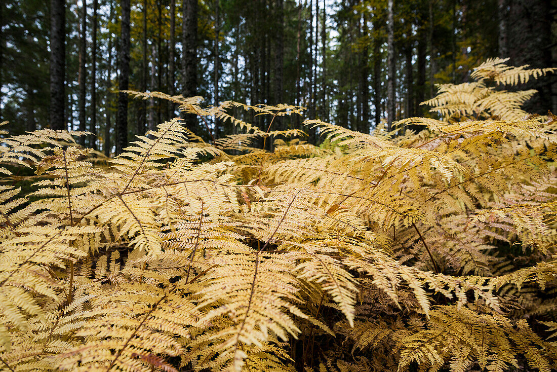 Coniferous forest with ferns in autumn, near Hinterzarten, Black Forest, Baden-Württemberg, Germany