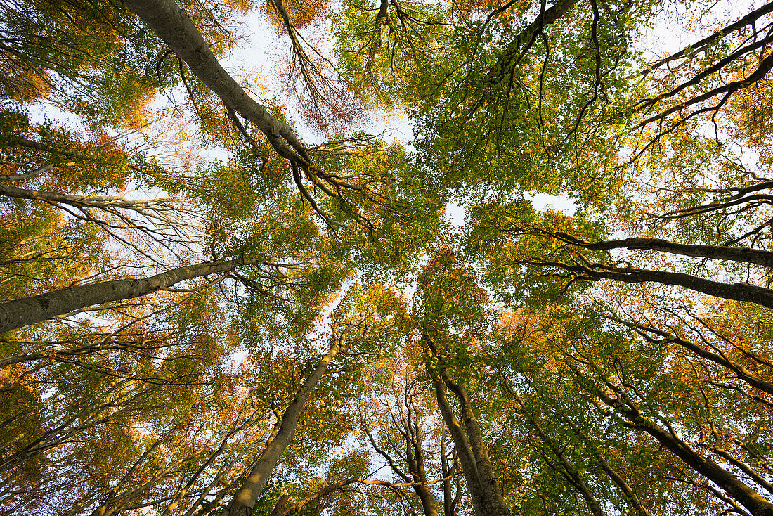 Buchenwald (fagus) mit gelben Blättern im Herbst, Froschperspektive, Schauinsland, bei Freiburg im Breisgau, Südschwarzwald, Schwarzwald, Baden-Württemberg, Deutschland