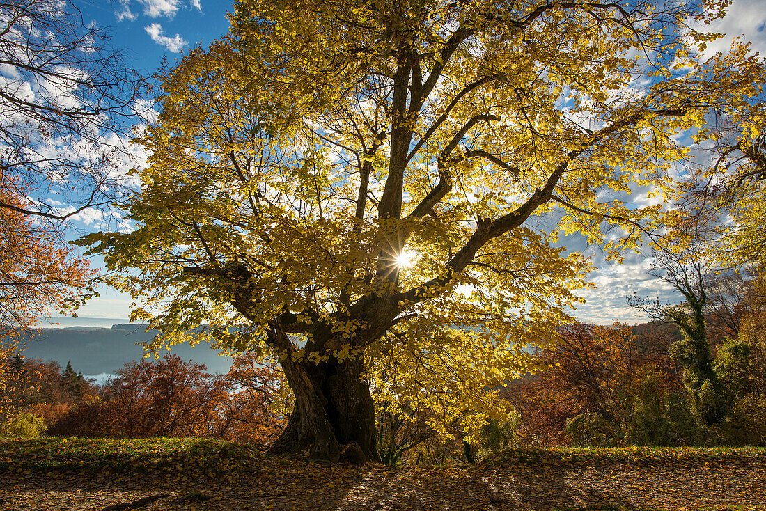 old  linden (Tilia platyphyllos) in autumn, near Überlingen, lake constance, Baden-Württemberg, Germany