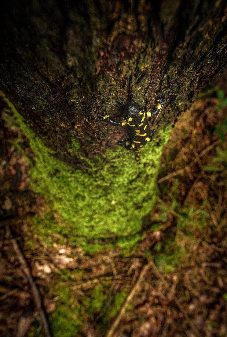 Fire salamander climbs tree in the woods, Tyrol, Austria