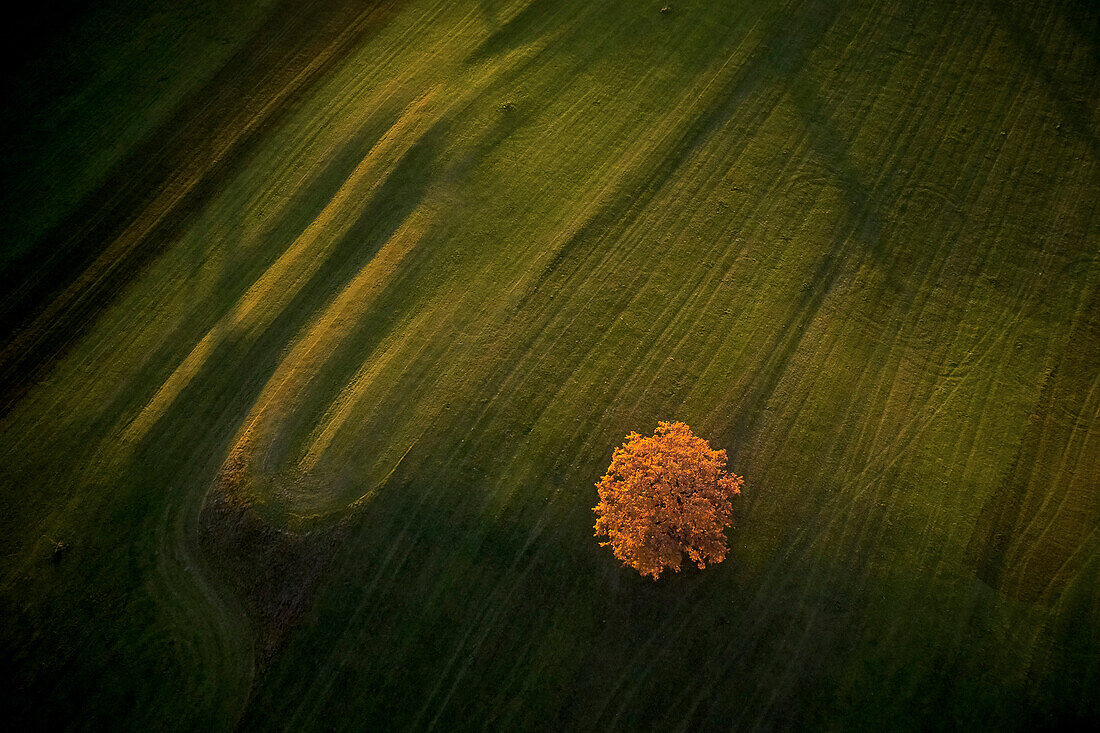 Oaktree with autumn leaves on a hill, Hoehenberg, Muensing, bavaria, germany