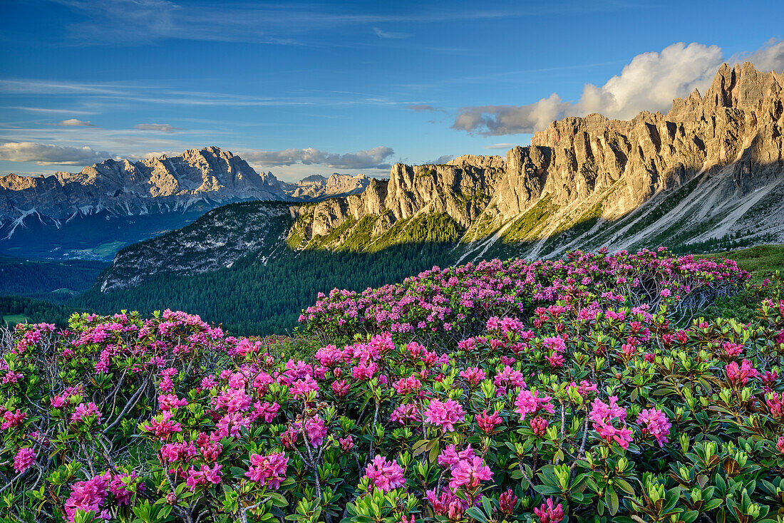 Alpine roses in blossom in front of Monte Cristallo and Croda di Lago, Dolomites, UNESCO World Heritage Site Dolomites, Venetia, Italy