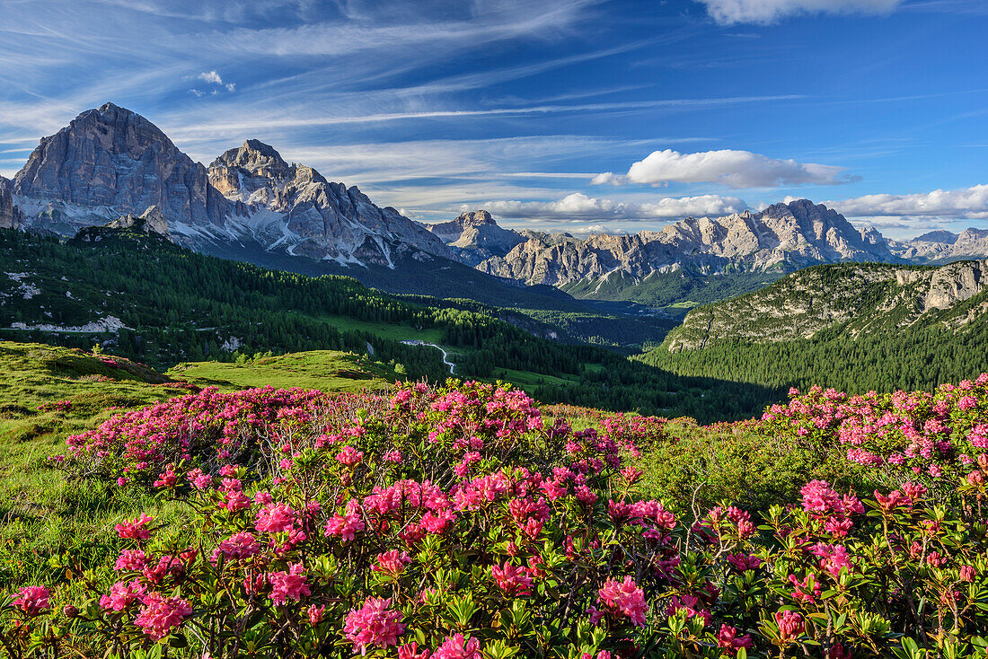 Alpine roses in blossom in front of Tofana and Monte Cristallo, Dolomites, UNESCO World Heritage Site Dolomites, Venetia, Italy