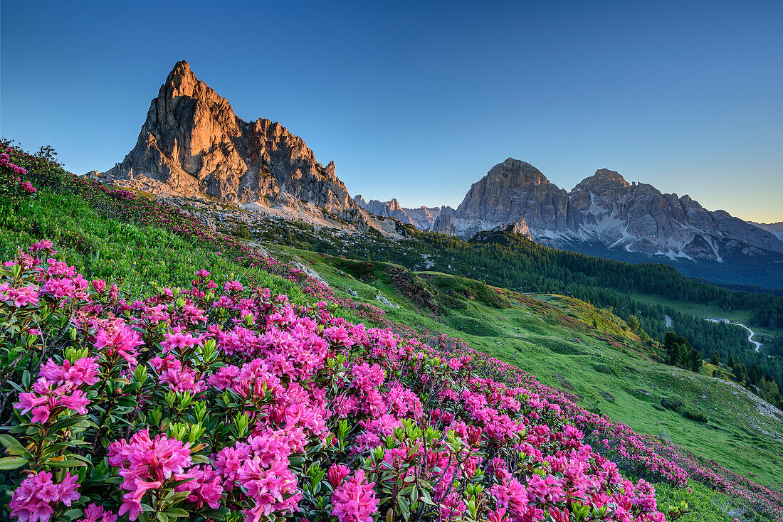 Alpine roses in blossom in front of Gusela and Tofana, Dolomites, UNESCO World Heritage Site Dolomites, Venetia, Italy