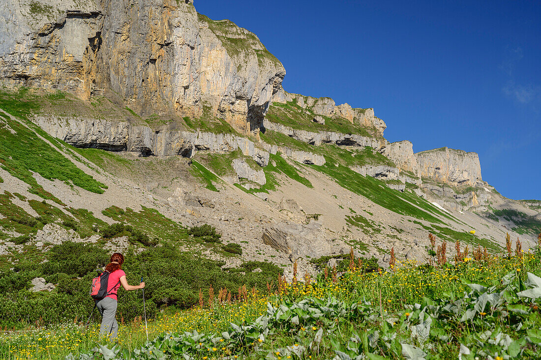 Frau wandert durch Blumenwiese, Hoher Ifen im Hintergrund, Hoher Ifen, Allgäuer Alpen, Walsertal, Vorarlberg, Österreich