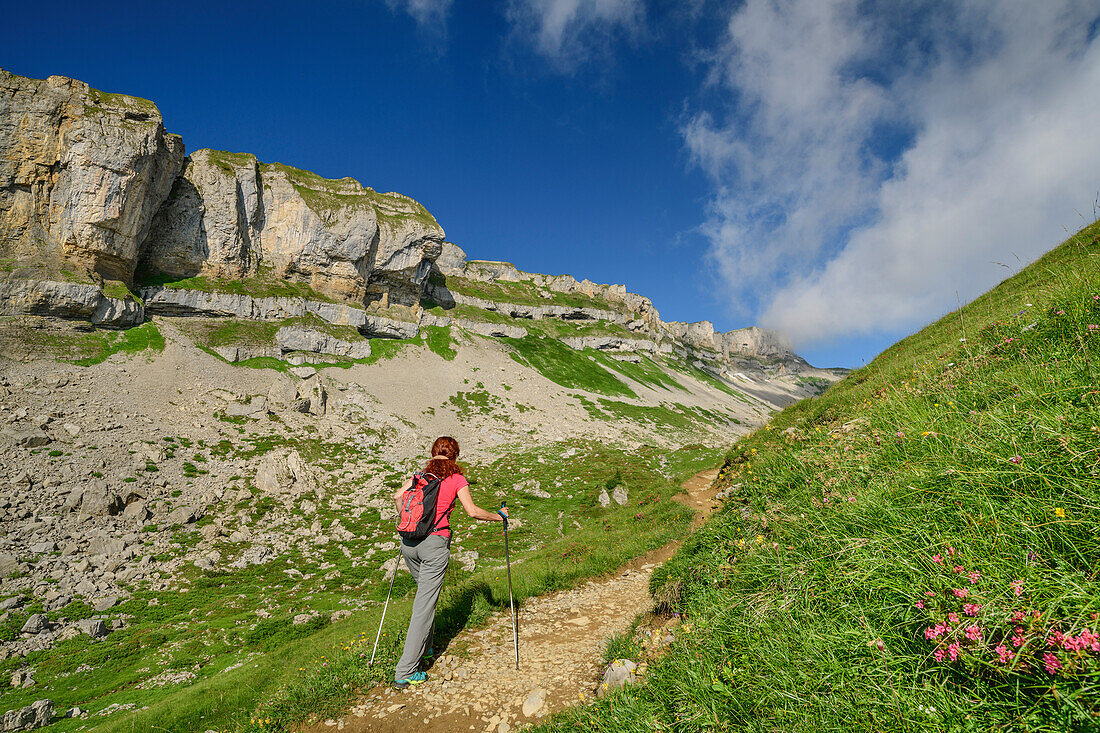 Woman hiking on path through meadow with flowers, Hoher Ifen in background, Hoher Ifen, Allgaeu Alps, valley of Walsertal, Vorarlberg, Austria