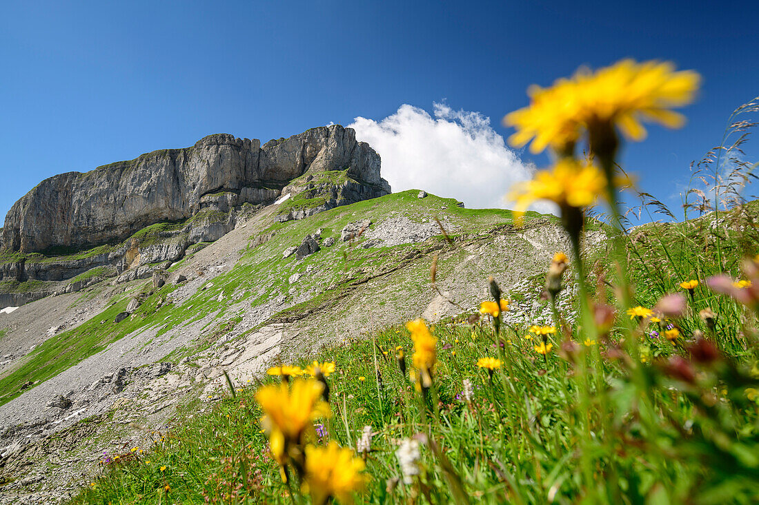 Blumenwiese vor Hohem Ifen, Hoher Ifen, Allgäuer Alpen, Walsertal, Vorarlberg, Österreich