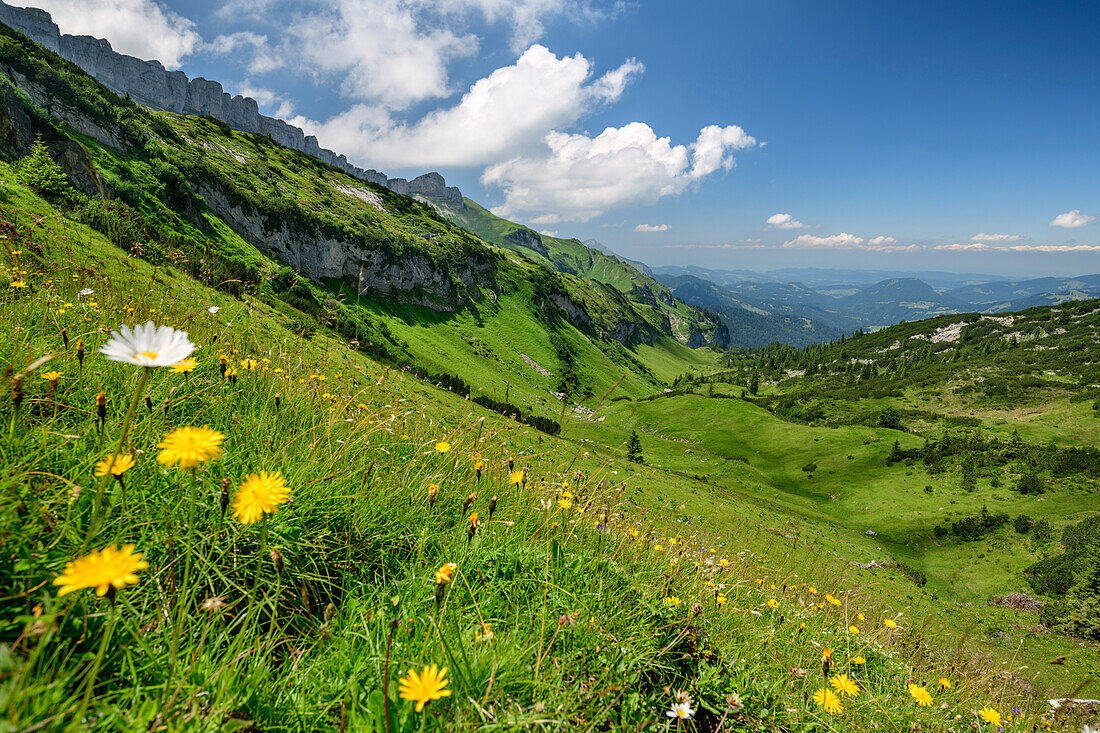 Meadow with flowers with plateau Gottesackerplateau in background, Allgaeu Alps, valley of Walsertal, Vorarlberg, Austria