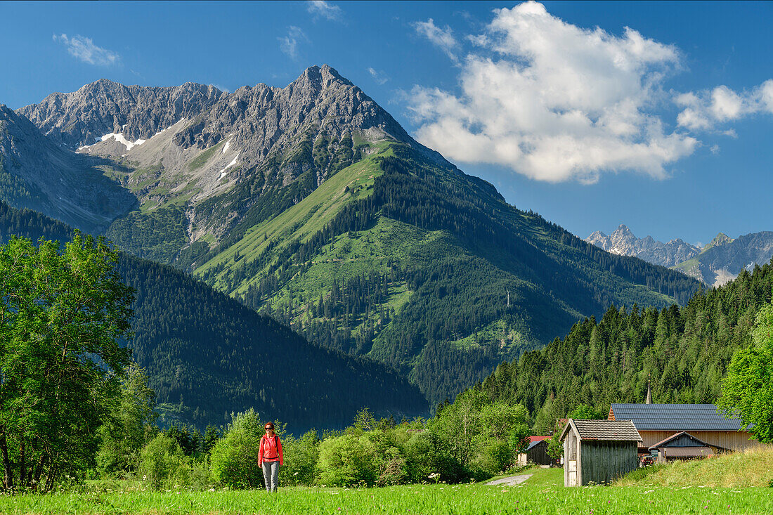 Woman hiking on Lechweg through meadow, Lechtal Alps in background, Martinau, Lechweg, valley of Lech, Tyrol, Austria