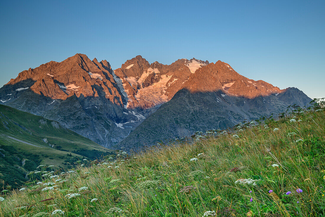 Meadow with flowers with Ecrins in alpenglow, National Park Ecrins, Dauphine, Dauphiné, Hautes Alpes, France