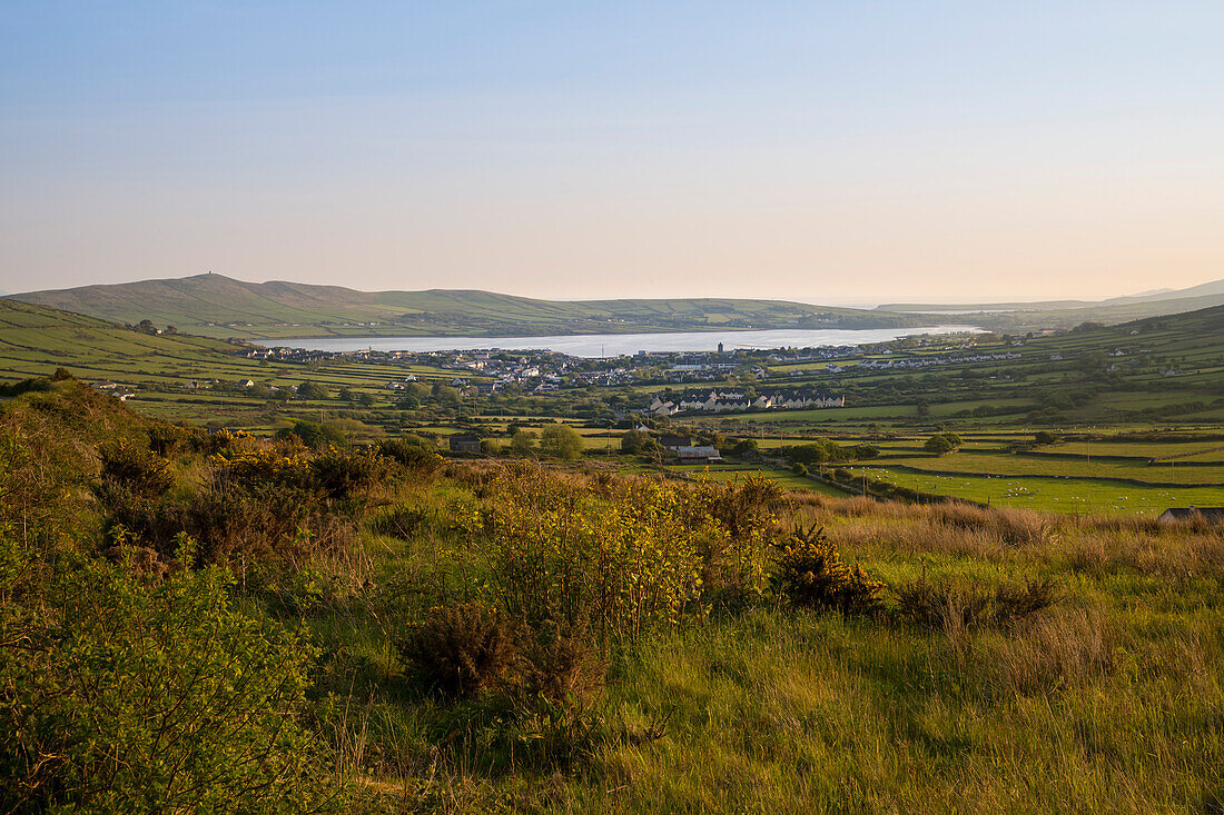 View of Dingle Bay with the city behind at sunset, seen from while walking the Dingle Way, Dingle, Dingle Peninsula, County Kerry, Ireland, Europe