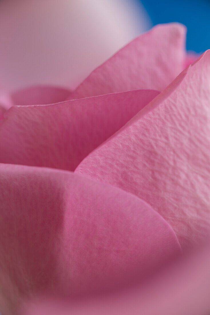 Close-up of a pink rose flower, Kassel, Hesse, Germany, Europe