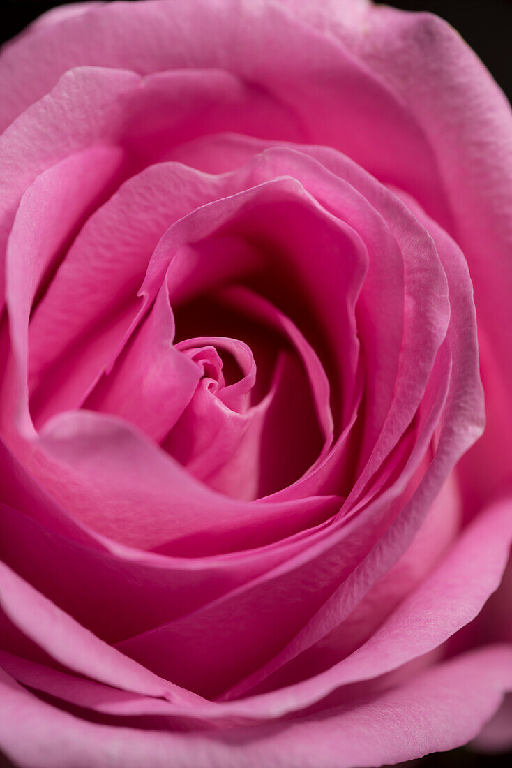 Close-up of a pink rose flower, Kassel, Hesse, Germany, Europe