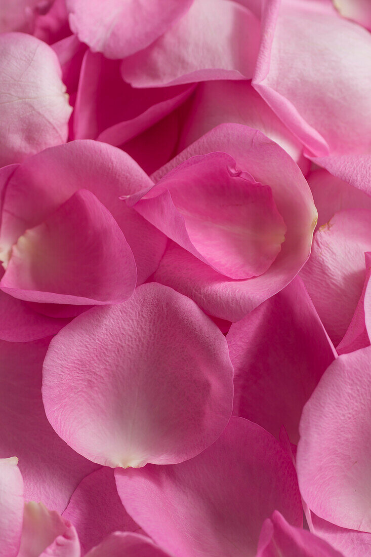 Close-up of petals from a pink rose, Kassel, Hesse, Germany, Europe