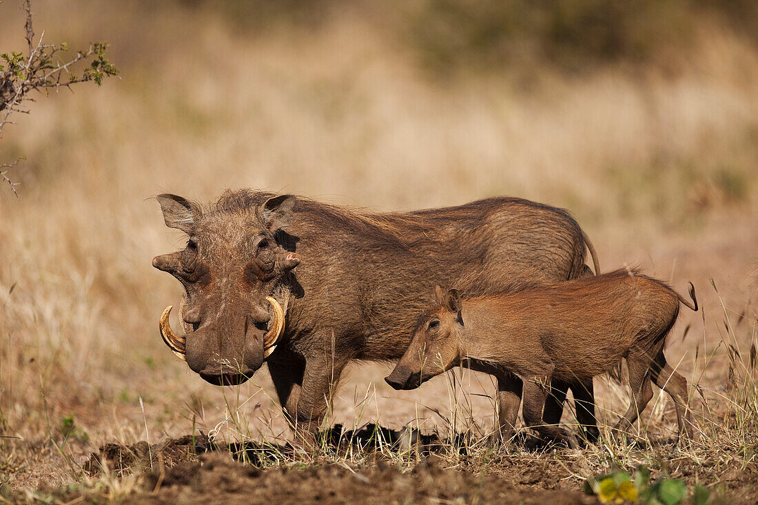 Warthog (Phacochoerus africanus) male and piglet, Kruger National Park, South Africa