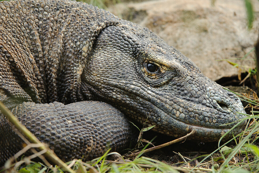 Komodo Dragon (Varanus komodoensis), Nusa Tenggara, Indonesia