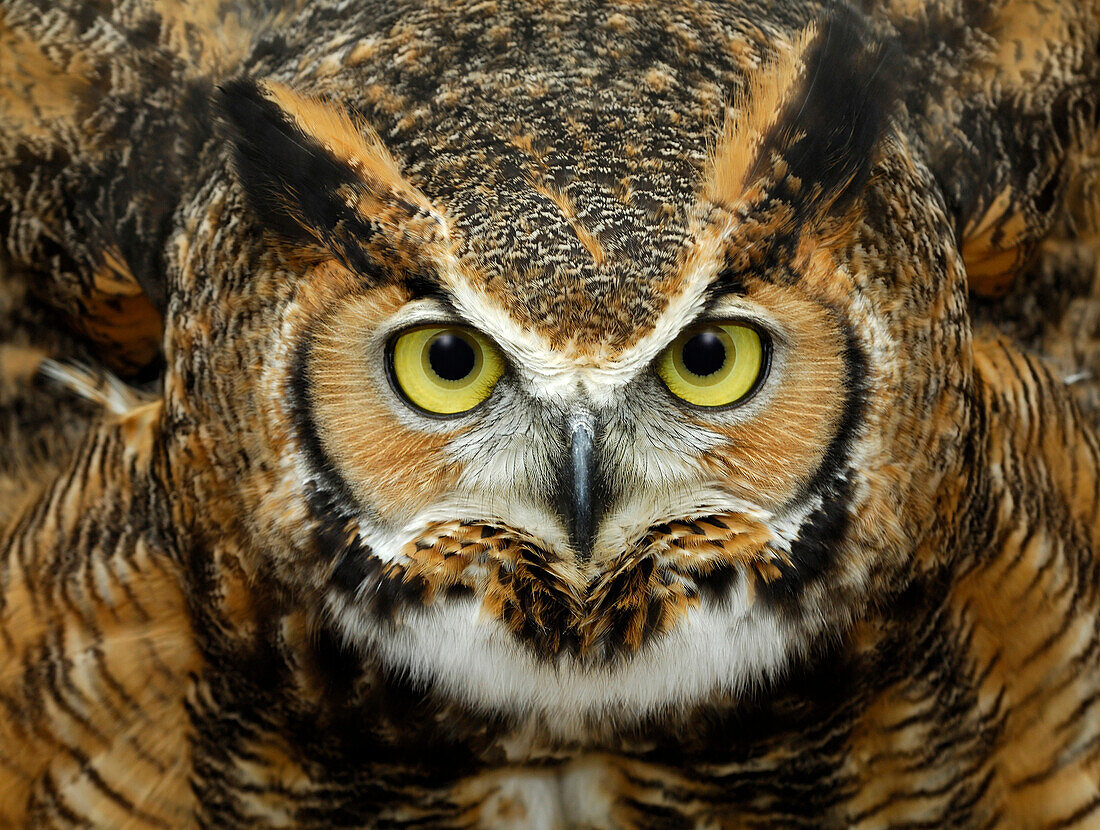 Great Horned Owl (Bubo virginianus) in defensive posture, Netherlands