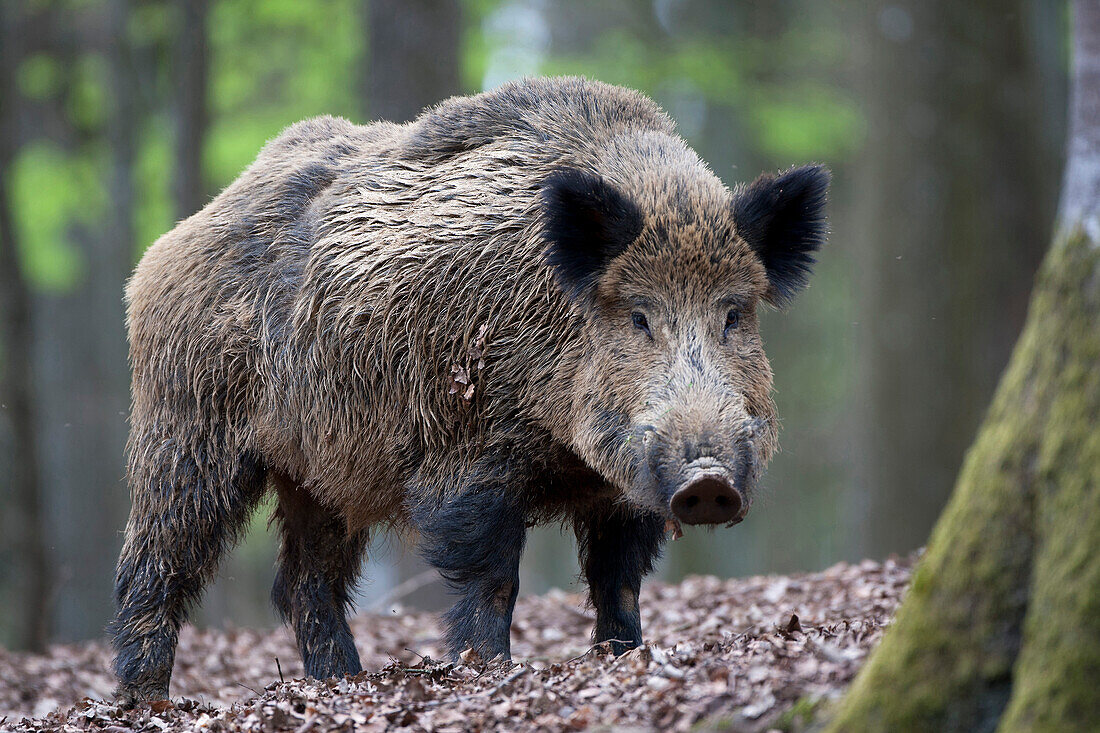 Wild Boar (Sus scrofa) adult, Europe