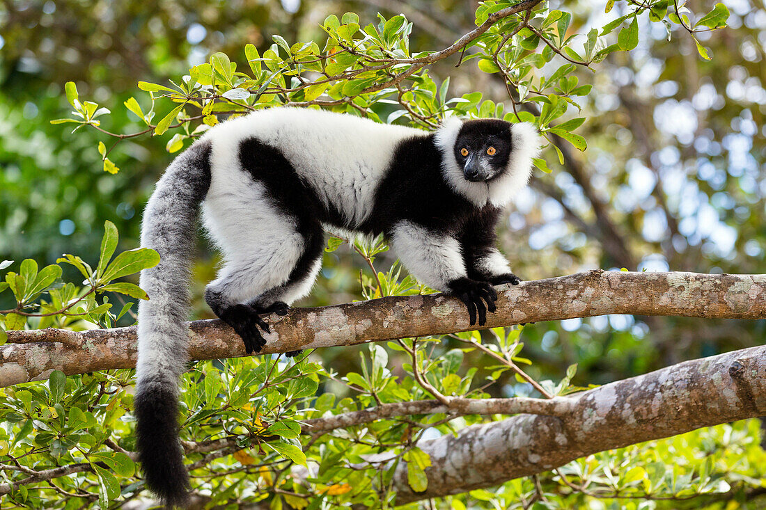 Black And White Ruffed Lemur (Varecia variegata variegata) in tree, Madagascar