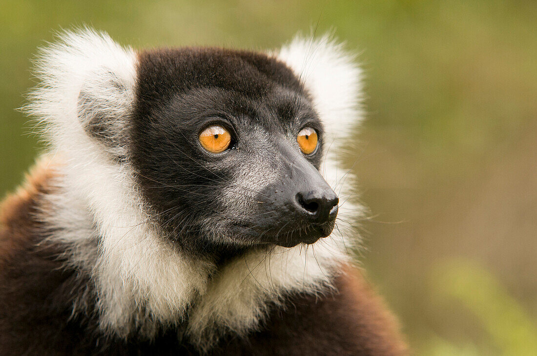 Black And White Ruffed Lemur (Varecia variegata variegata), Andasibe, Madagascar