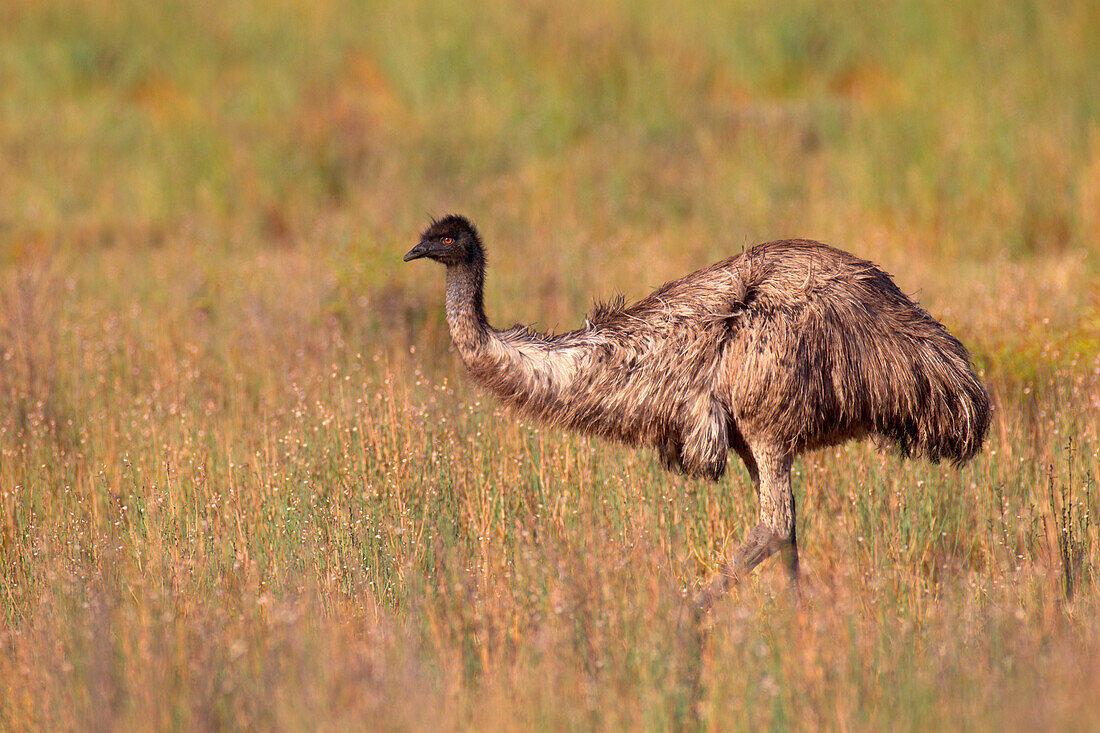 Emu (Dromaius novaehollandiae), Victoria, Australia