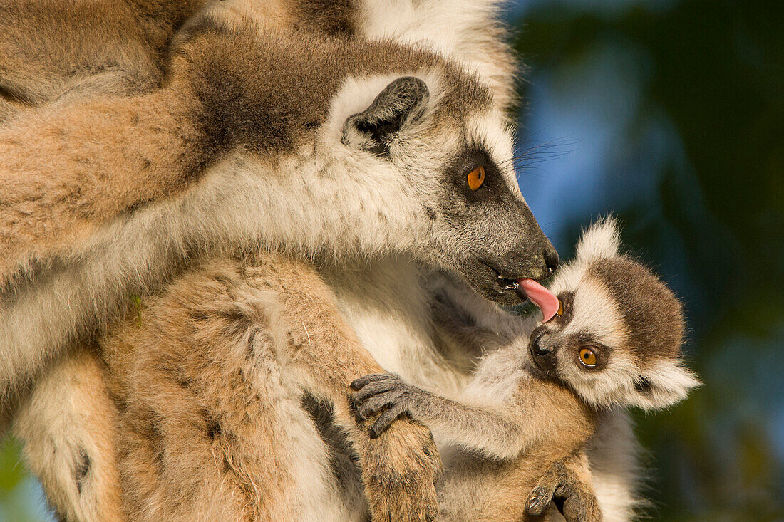 Kattas (Lemur catta) pflegen sich, Berenty Privat-Reservat, Madagaskar
