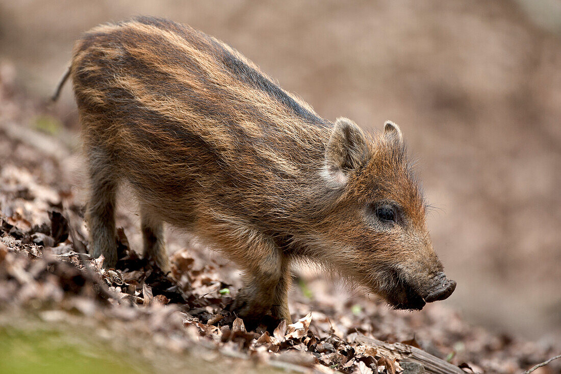 Wild Boar (Sus scrofa) piglet, Europe