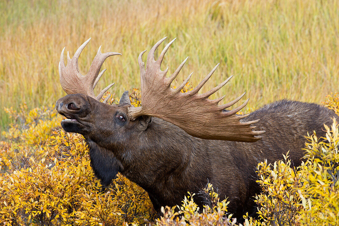 Moose (Alces alces) bull lip-curling, Denali National Park, Alaska