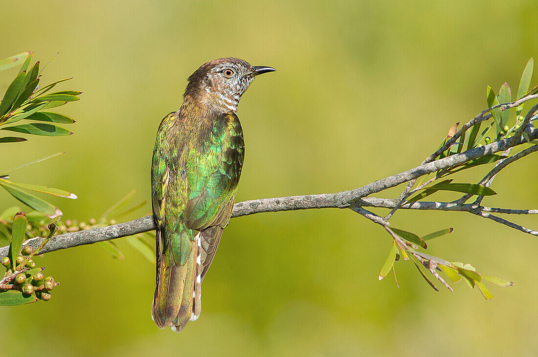 Shining Bronze-Cuckoo (Chrysococcyx lucidus), Victoria, Australia