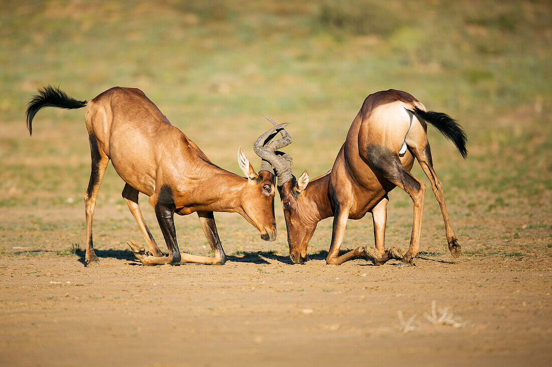 Common Hartebeest (Alcelaphus buselaphus) males play fighting, Kgalagadi Transfrontier Park, South Africa