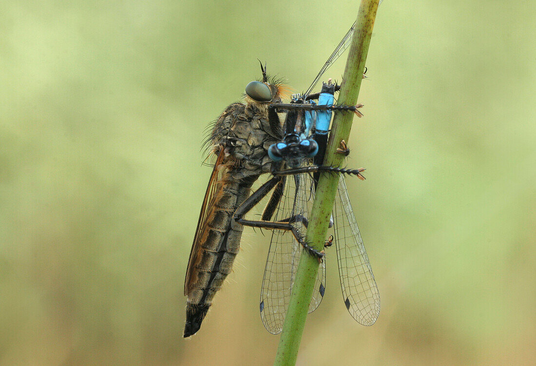 Robber Fly (Asilus rufibarbis) with damselfly prey, Hoge Veluwe National Park, Netherlands