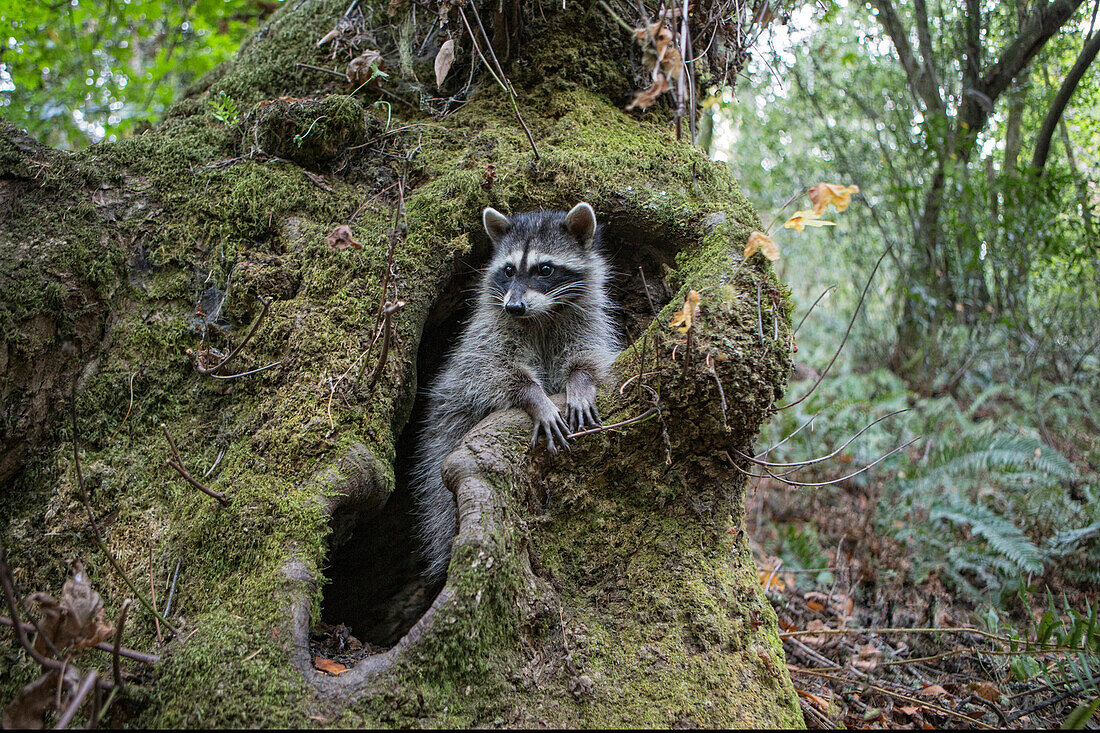 Raccoon (Procyon lotor) orphaned juvenile hiding in tree after being released into the wild, WildCare Wildlife Rehabilitation Center, San Rafael, California