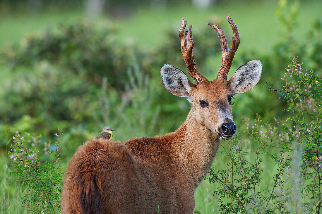 Marsh Deer (Blastocerus dichotomus) male, Pantanal, Brazil