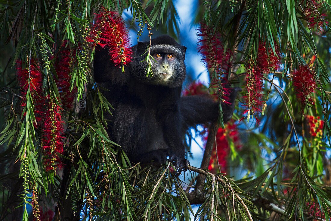 Blue Monkey (Cercopithecus mitis) in tree, Kakamega Forest Reserve, Kenya