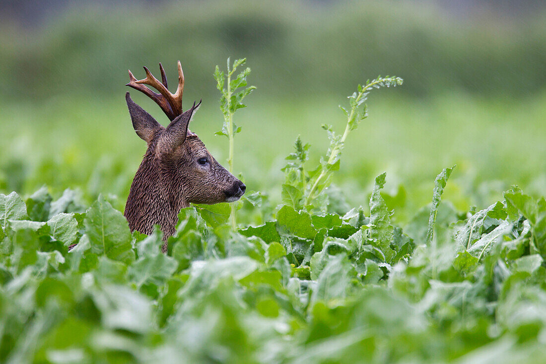 Western Roe Deer (Capreolus capreolus) buck in field during rainfall, Germany