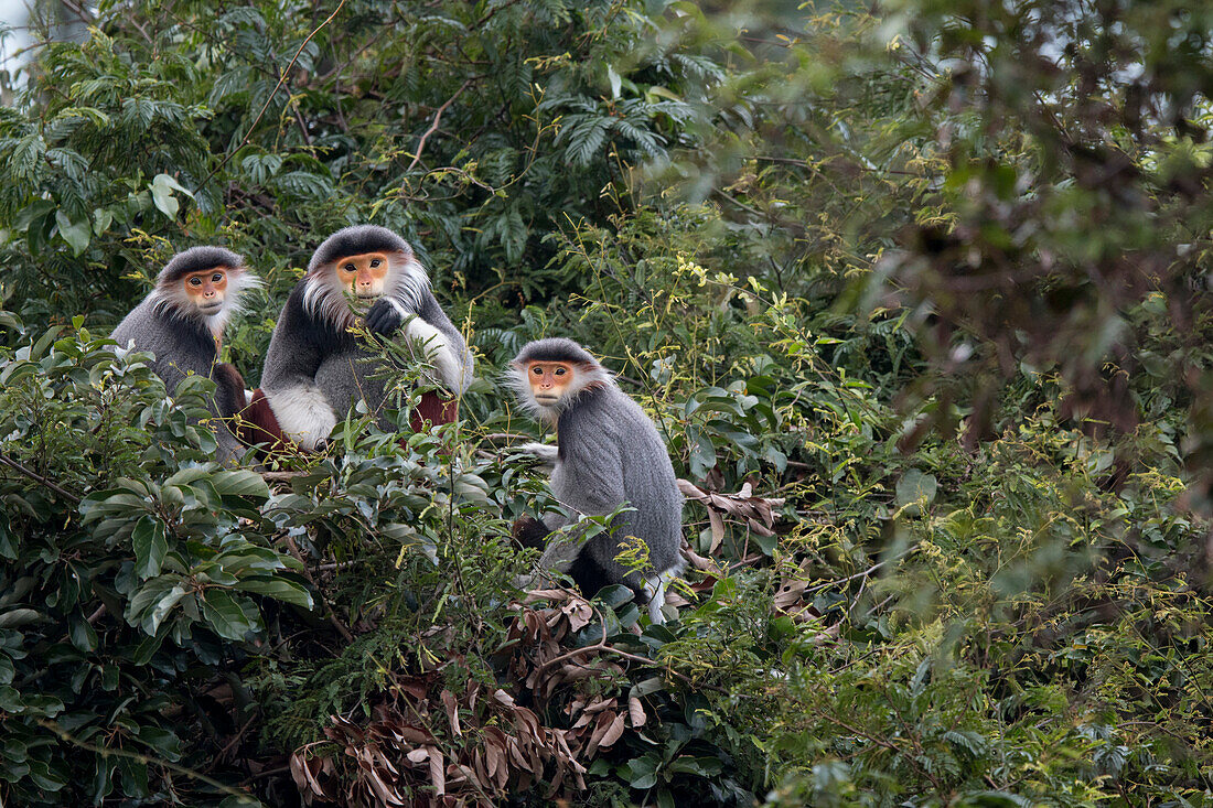 Douc Langur (Pygathrix nemaeus) male and females in tree, Vietnam