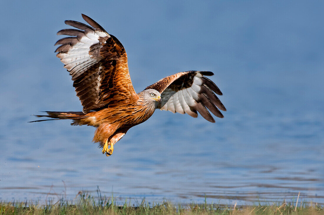 Red Kite (Milvus milvus) flying, Saxony-Anhalt, Germany