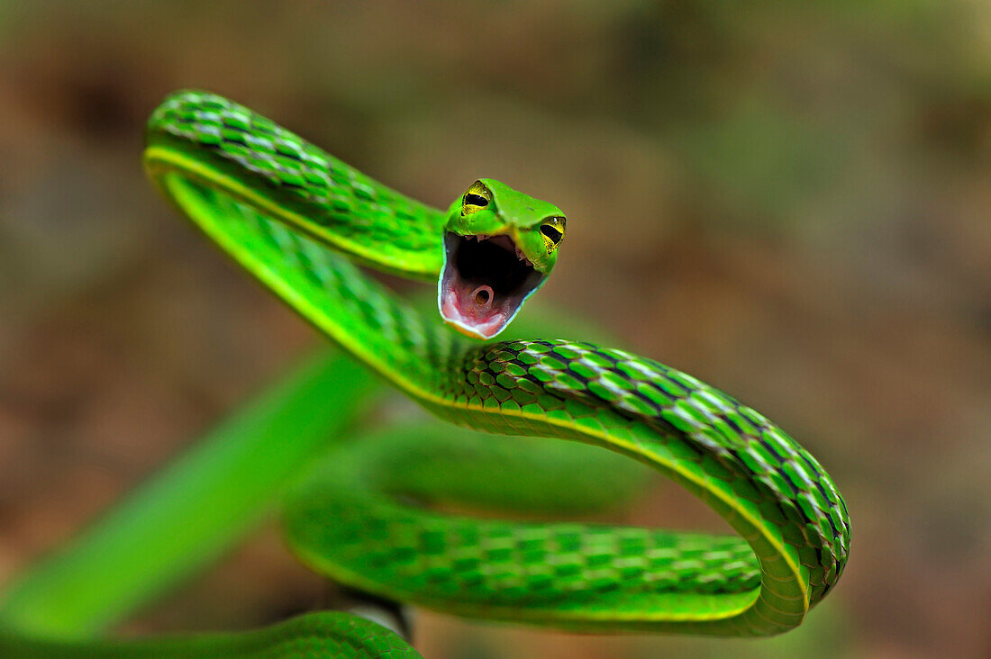 Longnose Whipsnake (Ahaetulla nasuta) in defensive posture, Agumbe Rainforest Research Station, Western Ghats, India