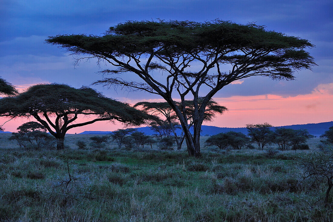 Umbrella Thorn (Acacia tortilis) trees at twilight, Serengeti National Park, Tanzania